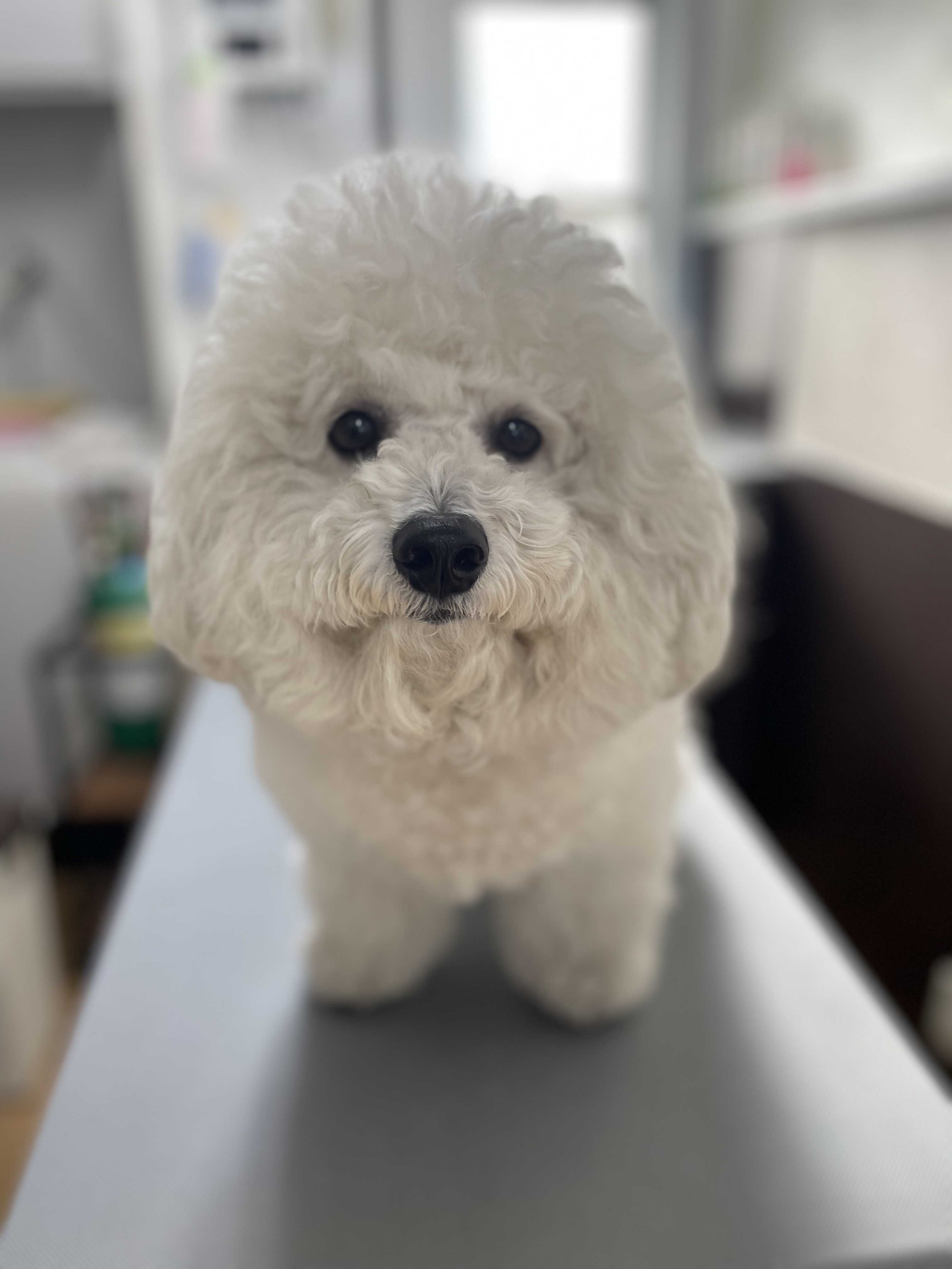 安田し3