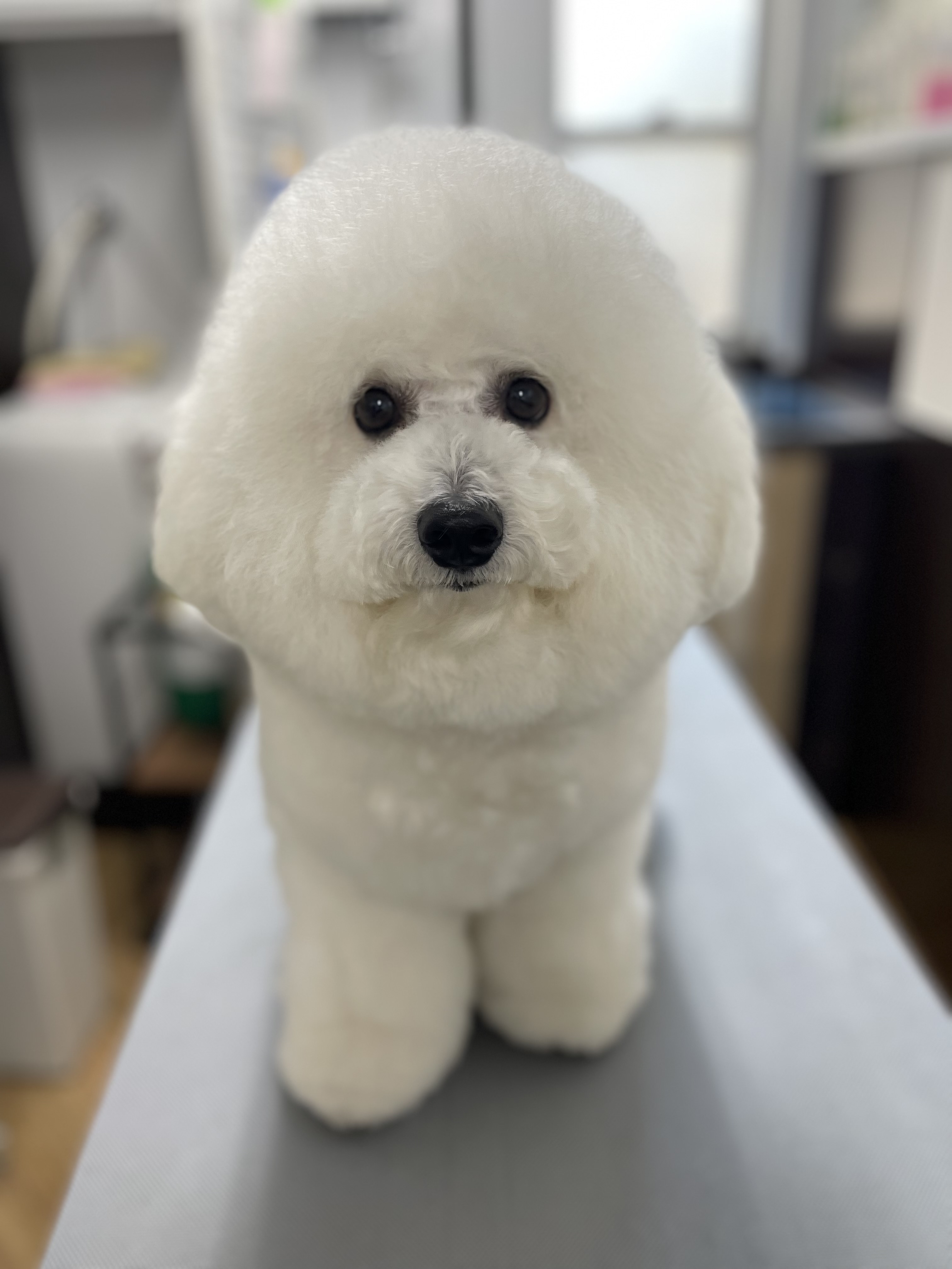 安田し4