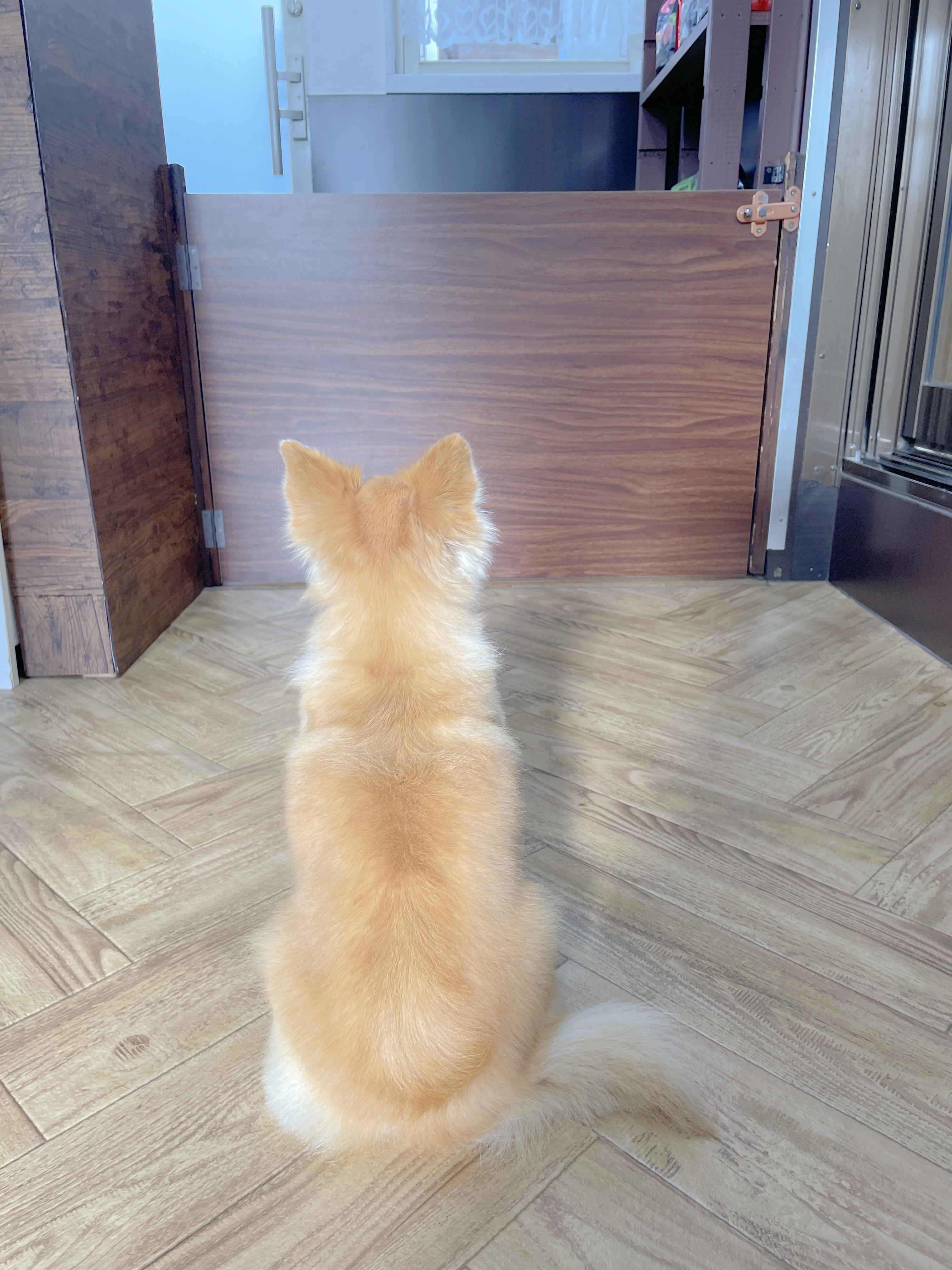 ひも3
